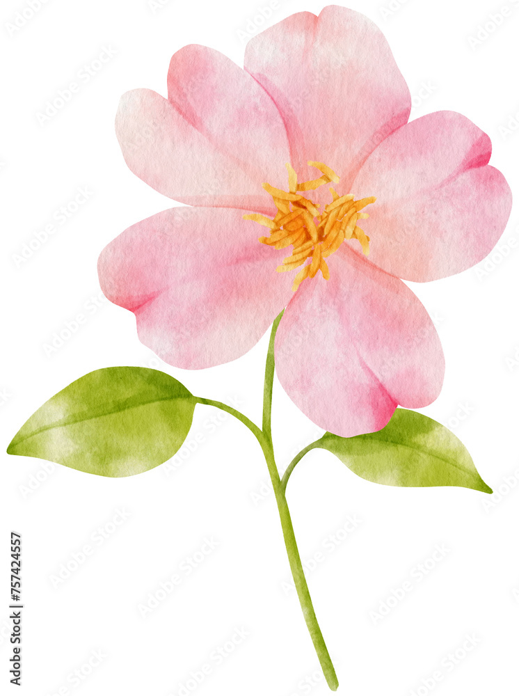 Pink flowers watercolor illustration Pink flowers watercolor illustration