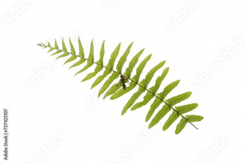 hymenoptera on Tamarind fern leaves white isolated