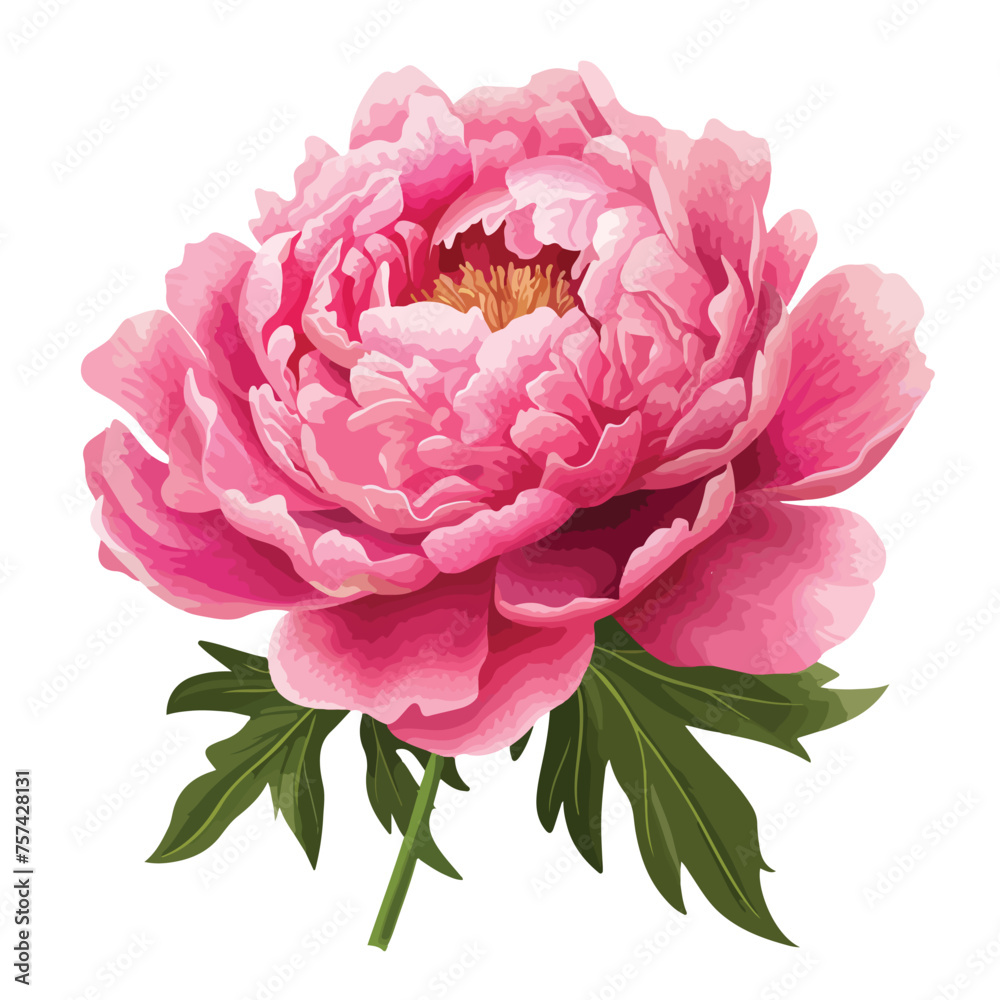 Pink Peony Clipart Clipart isolated on white background