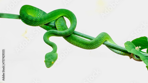 Beautiful green snake in nature Trimeresurus macrops