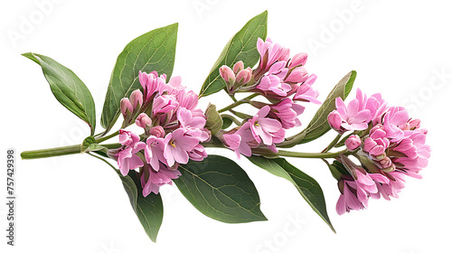 Valerian on a transparent background
