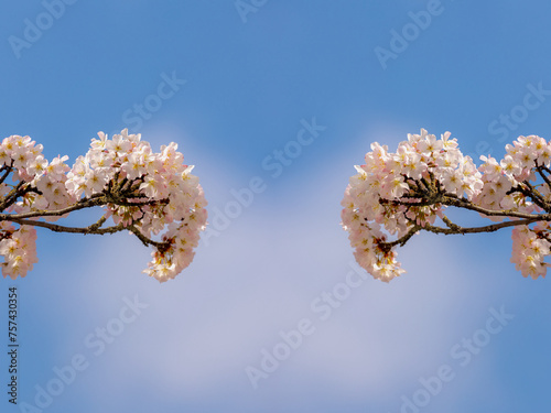 Selective focus a branches of white pink Cherry blossoms on the tree, Beautiful Sakura flowers in spring season in the park, The flower of trees in Prunus subgenus Cerasus, Nature wallpaper background photo