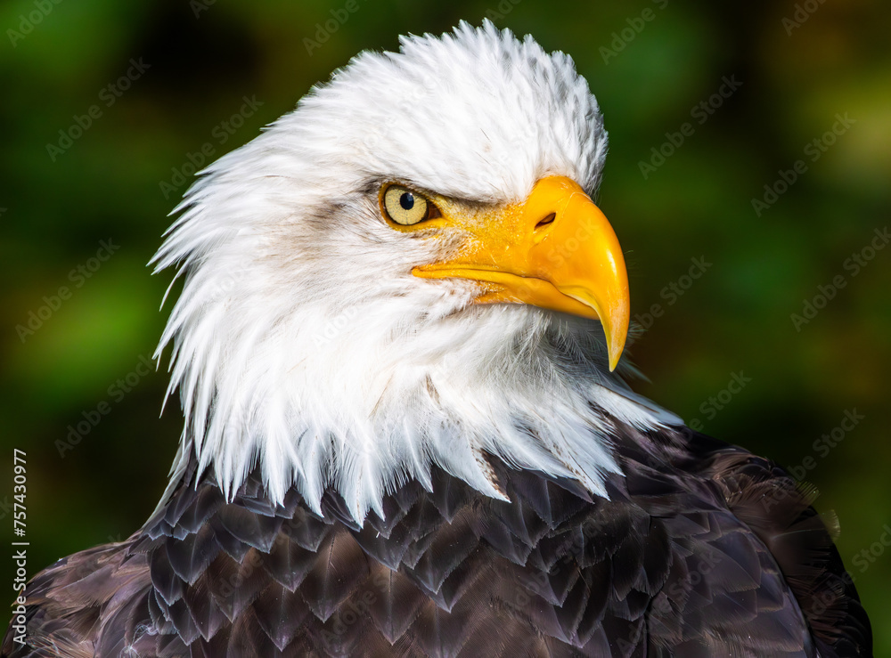 Obraz premium Alaska Bald Eagle