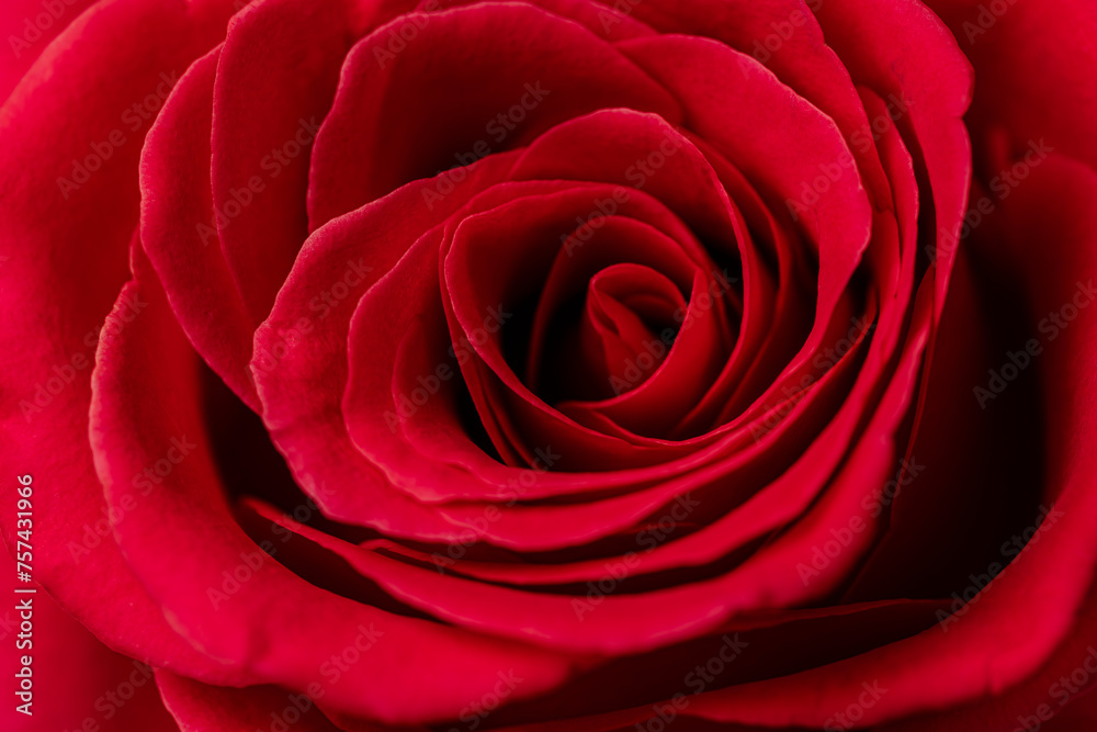 Beautiful romantic red rose close up Beautiful romantic red rose close up