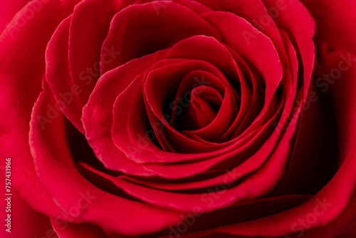 Beautiful romantic red rose close up 