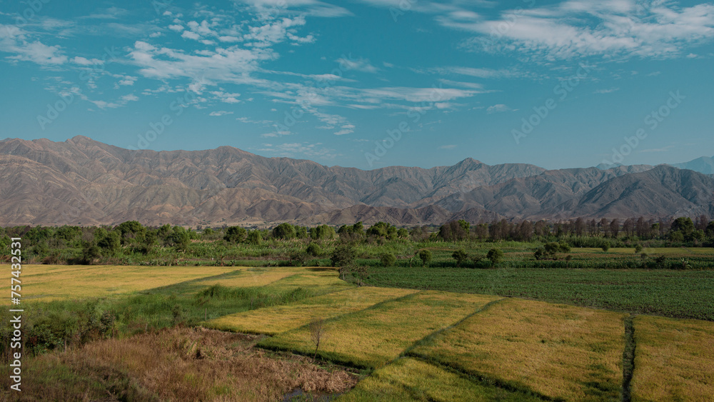 Valle de arroz en La libertad ubicado en el norte del Perú