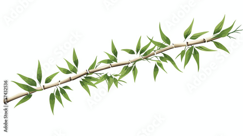 bamboo line vector isolated on white background top