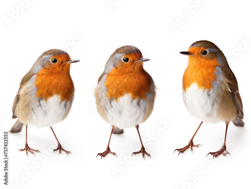 Robin collection set isolated on transparent background, transparency image, removed background