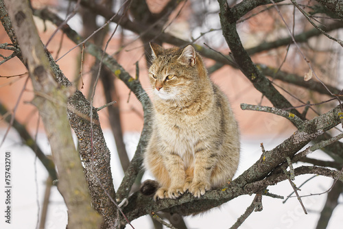 Cat outdoors in snowy winter. Cat siting in snow near fir tree.