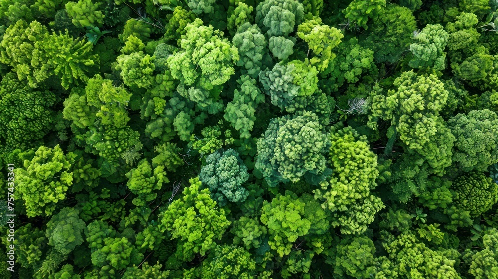 An aerial perspective captures the lush expanse of a natural forest