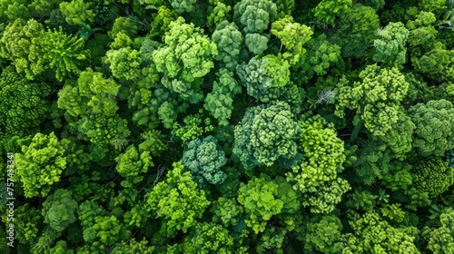 An aerial perspective captures the lush expanse of a natural forest © Chingiz