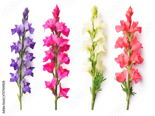 sweet pea collection set isolated on transparent background, transparency image, removed background