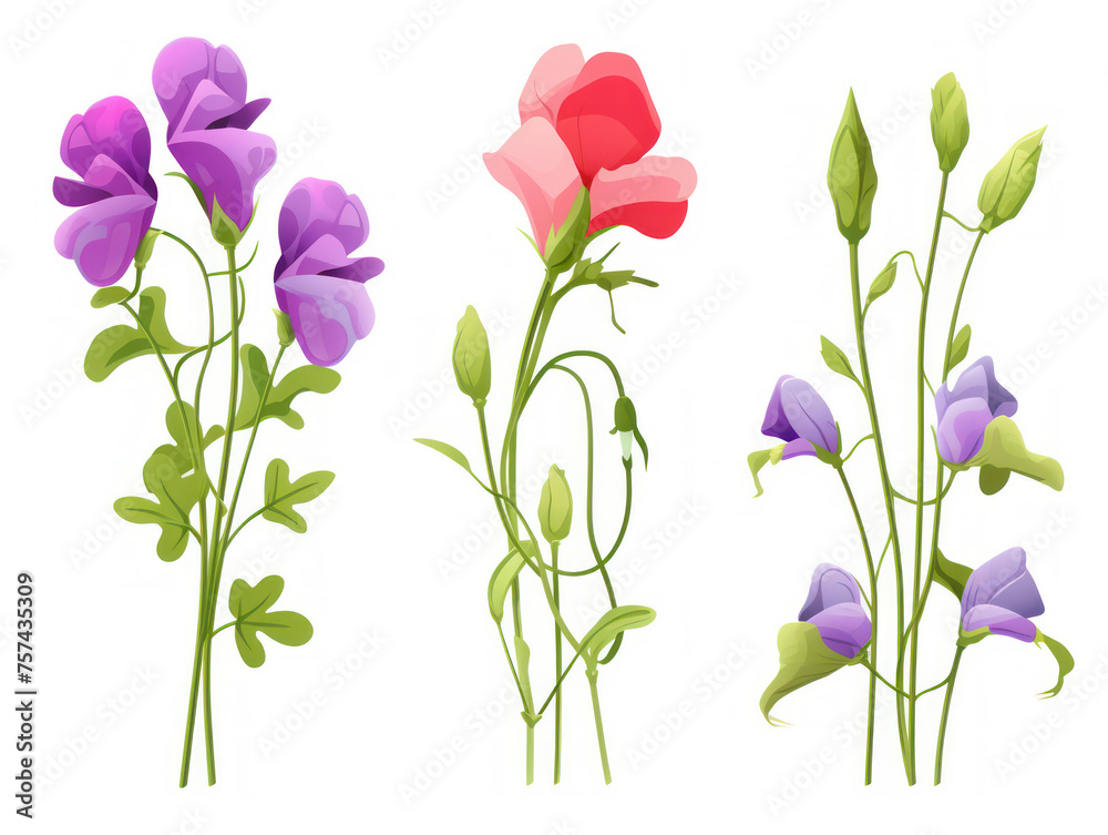 sweet pea collection set isolated on transparent background, transparency image, removed background