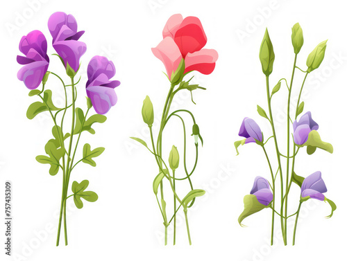 sweet pea collection set isolated on transparent background, transparency image, removed background © transparentfritz