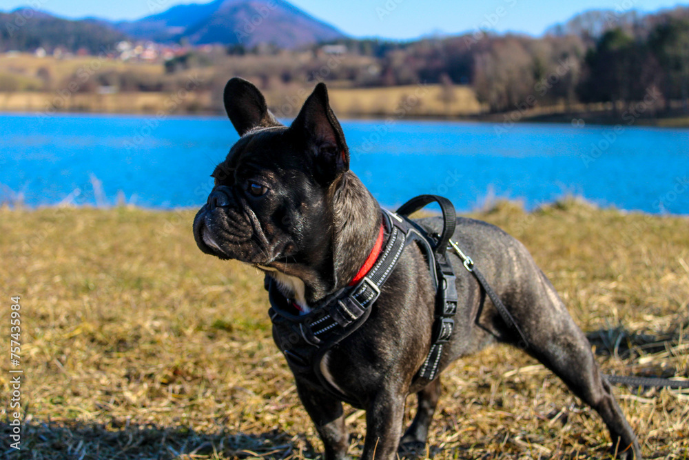 Fototapeta premium french bulldog on the shore