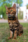 Young purebred Bengal cat. A pet cat on a walk.