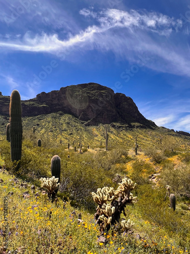 Picacho Peak in spring surrounded by young Saguaro cactus, gold poppies and wildflowers