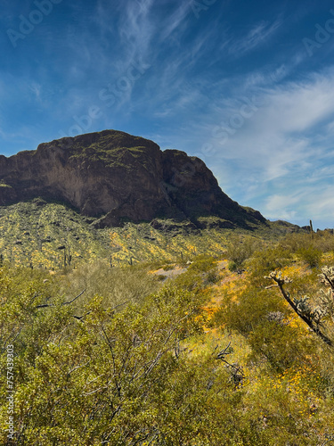 Undulating rows of desert wildflowers up again a mountain backdrop