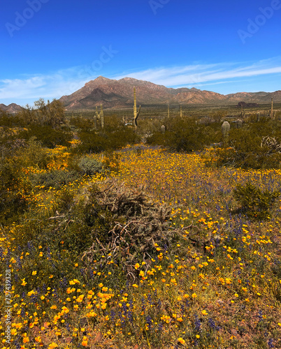 Wide vista of blooming poppies and lupines with mountains in the background