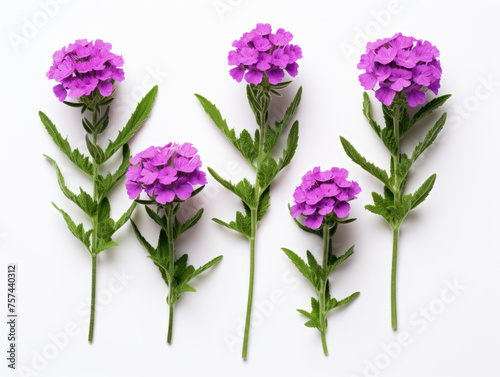 verbena collection set isolated on transparent background  transparency image  removed background