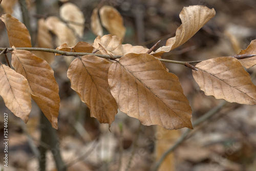 brown leaves on a branch on a blurred background