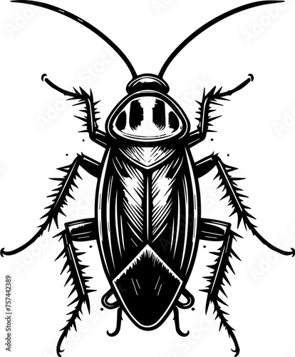  American Cockroach 