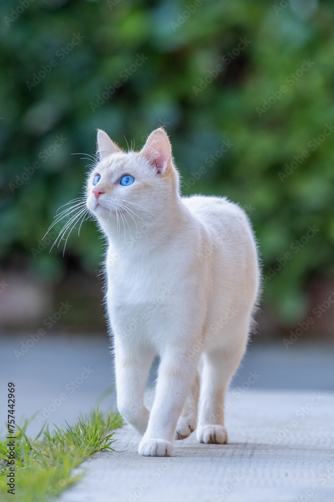 Nice white cat with incredibly beautiful turquoise eyes looking up while walking on a sidewalk against blurred hedge background.