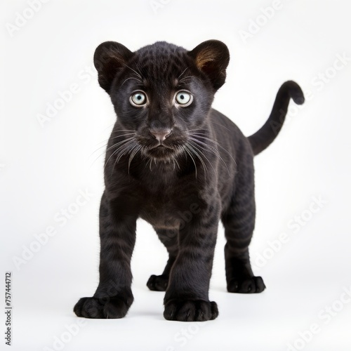 black panther cub on a white background