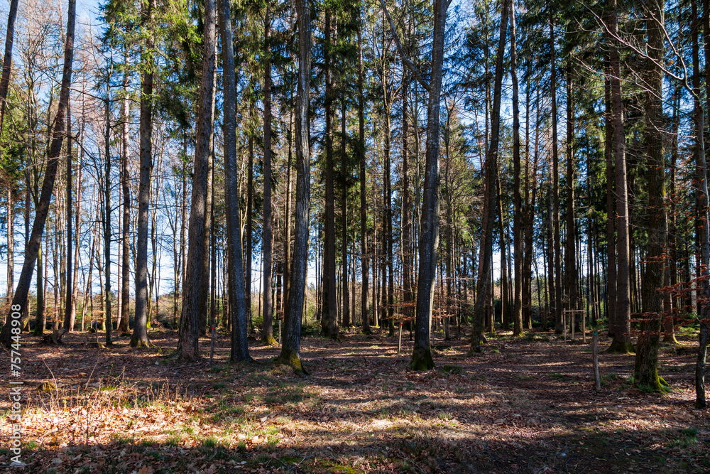 Natural cemetery near Markt Wald on a sunny spring day Natural cemetery near Markt Wald on a sunny spring day