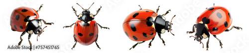 Collection of Red ladybugs isolated on white or transparent background © Luckygraphics