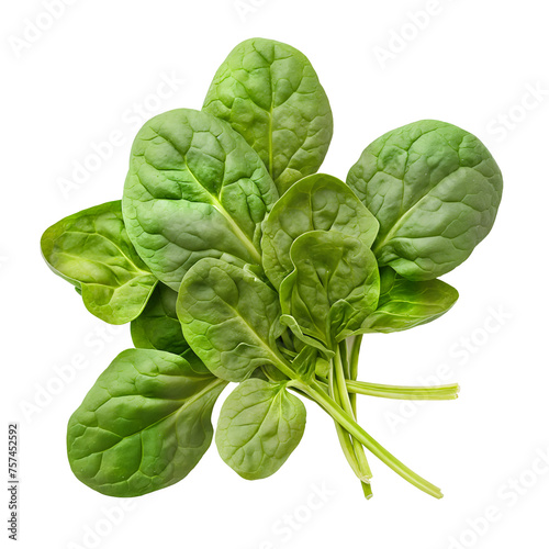 Freshly Picked Spinach Leaves - Healthy Superfood Ingredient for Culinary and Nutritional Uses - Isolated on a Transparent Background