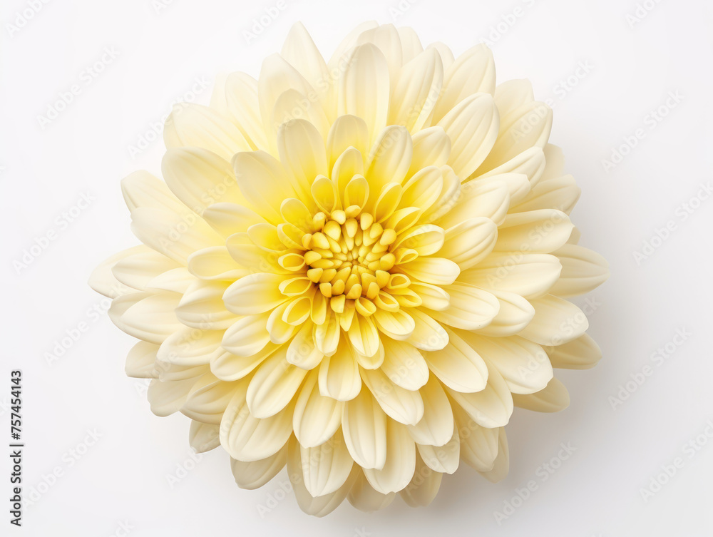 Chrysanthemum isolated on transparent background, transparency image, removed background
