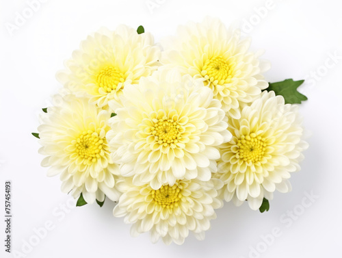 Chrysanthemum isolated on transparent background  transparency image  removed background