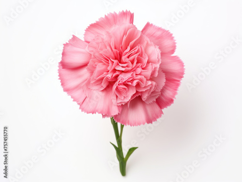 carnation isolated on transparent background  transparency image  removed background