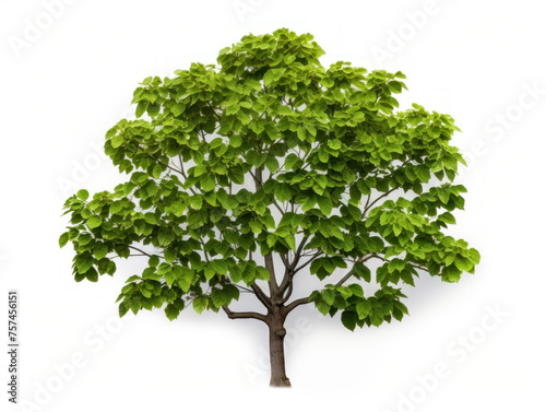 catalpa tree isolated on transparent background, transparency image, removed background