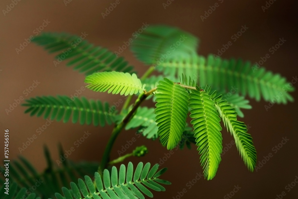 Der besondere Farn Der besondere Farn