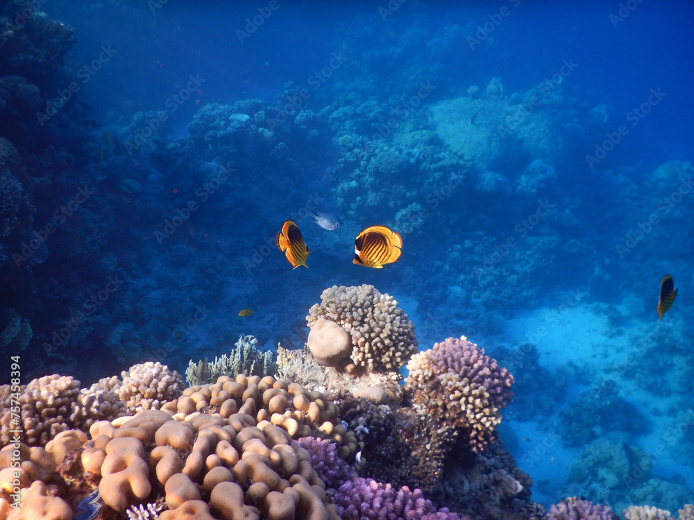 Naklejka premium wonderful coral reef life