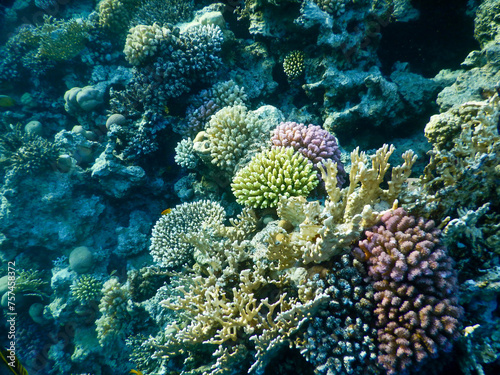 Fototapeta Naklejka Na Ścianę i Meble -  wonderful coral reef life