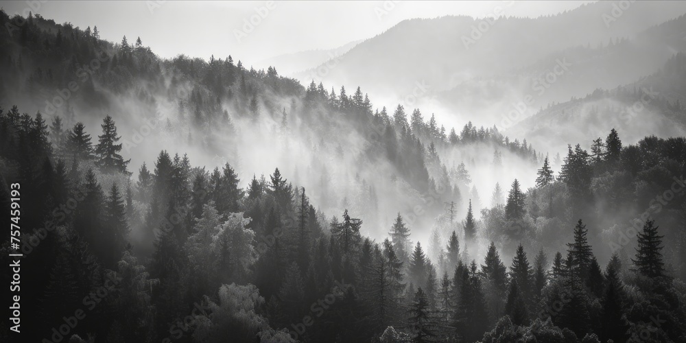 Misty forested mountain landscape in monochrome tones.