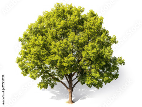 tree isolated on transparent background  transparency image  removed background