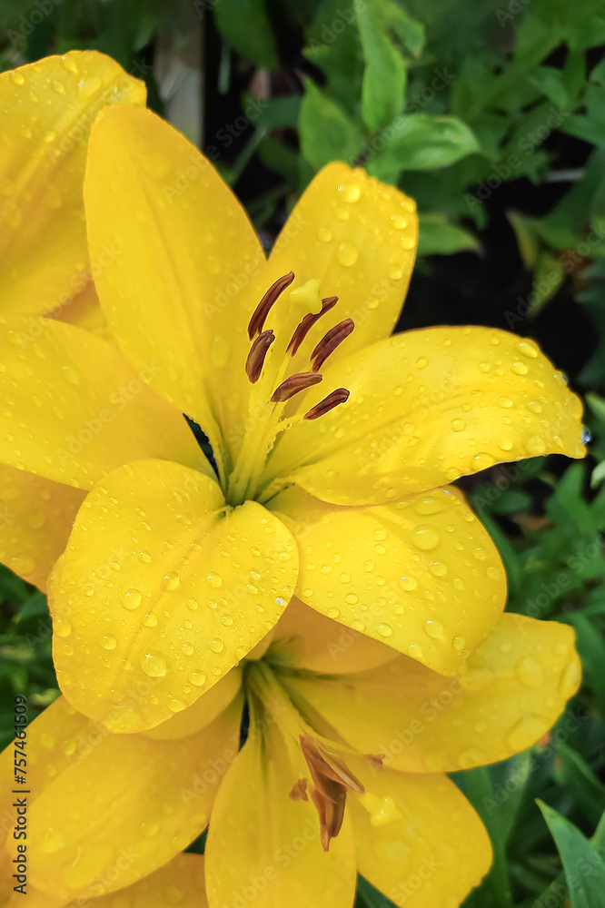 Fototapeta premium Lily flower. Gardening. A flowering plant. A greeting card