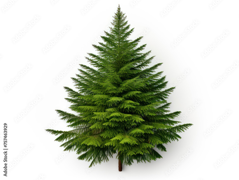fir tree isolated on transparent background, transparency image, removed background