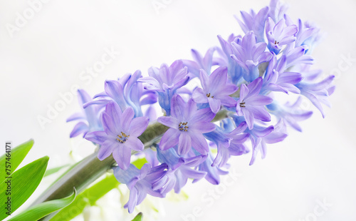 Delicate flowers of blue hyacinth