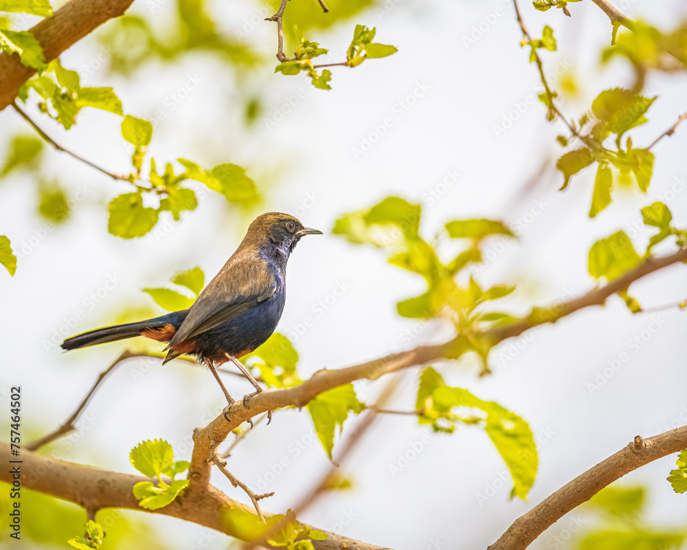 An indian Robin looking strait from a tree An indian Robin looking strait from a tree