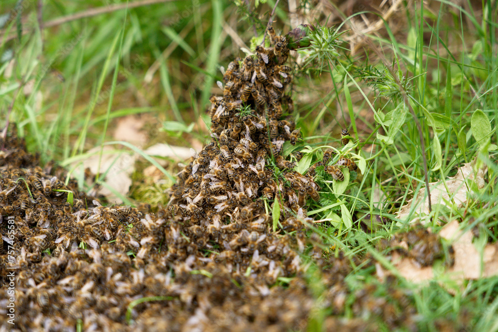 Close-up of swarming bees looking for a place to settle in an organic garden. Close-up of swarming bees looking for a place to settle in an organic garden.