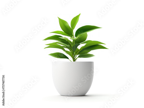 flower in flowerpot isolated on transparent background, transparency image, removed background