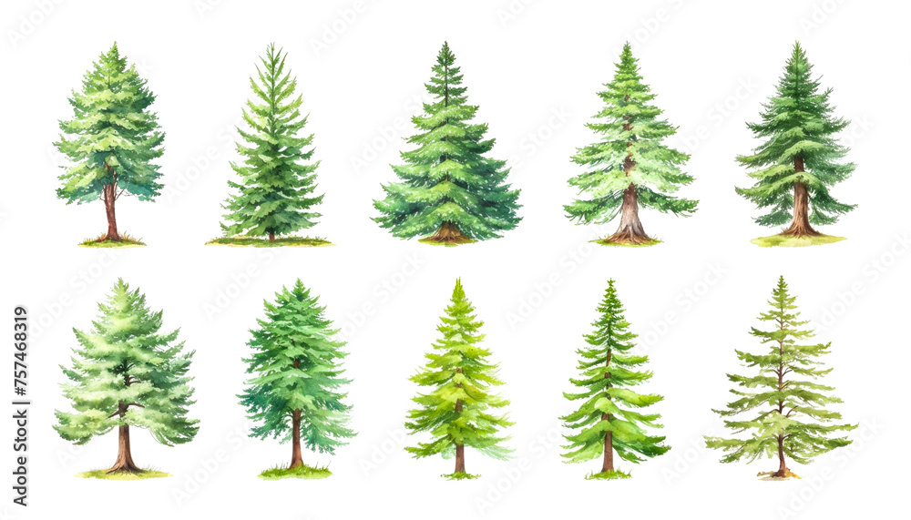 Watercolor Collection Of Green Trees On White. Coniferous, oak pine tree isolated plants. Set illustration agricultural garden and nature park plant