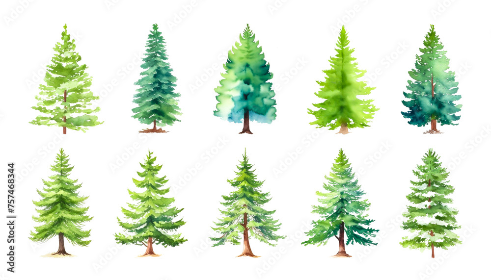 Watercolor Collection Of Green Trees On White. Coniferous, oak pine tree isolated plants. Set illustration agricultural garden and nature park plant