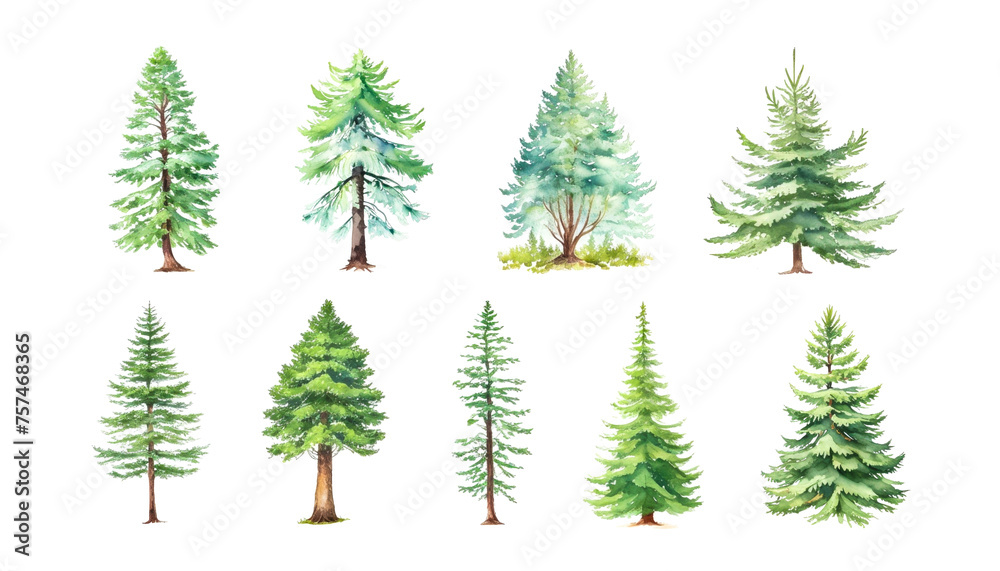 Watercolor Collection Of Green Trees On White. Coniferous, oak pine tree isolated plants. Set illustration agricultural garden and nature park plant