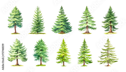 Watercolor Collection Of Green Trees On White. Coniferous, oak pine tree isolated plants. Set illustration agricultural garden and nature park plant © dana